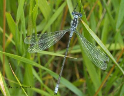 g3/59/628959/3/54558158.CommonSpreadwingedDamselflyLestesdisjunctus.jpg