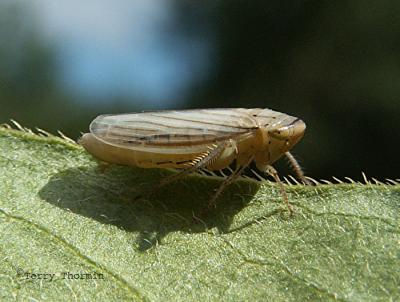 Athysanus argentarius - Silver Leafhopper A1.JPG