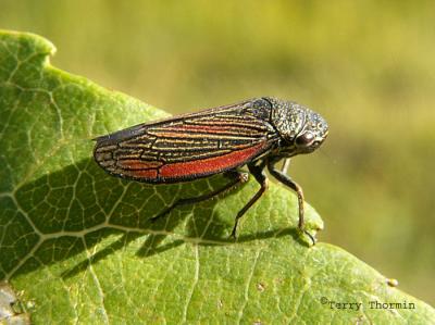 Cuerna sp. - Leafhopper A1 .jpg