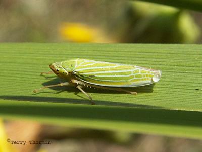 Draeculacephala prasina - Leafhopper 1.JPG