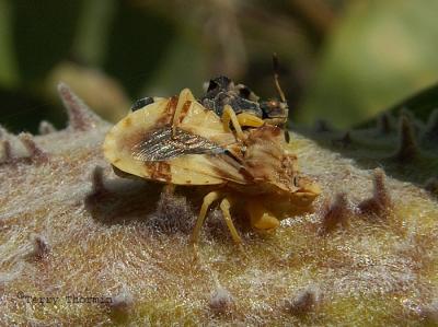 Phymata americana americana - Ambush Bugs 1.jpg