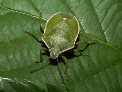 Chlorochroa uhleri - Big Green Stink Bug .JPG