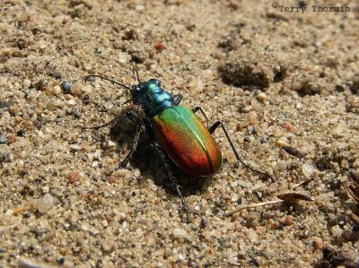 Cicindela scutellaris - Festive Tiger Beetle.jpg