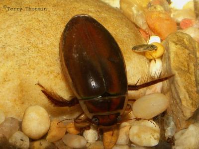 Predaceous Diving Beetles - Dytiscidae