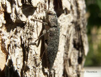 Metallic Wood-boring Beetles - Buprestidae