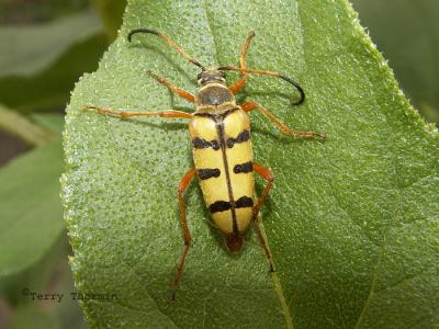 Long-horned Beetles - Cerambycidae