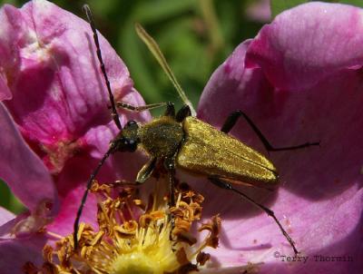 Cosmosalia chrysocoma - Long-horned beetle 1a.JPG