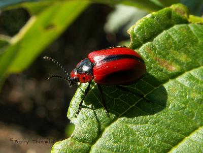 Red Turnip Beetle - Entomoscelis americana.jpg