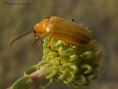 Blister Beetle - Zonitis immaculata.jpg