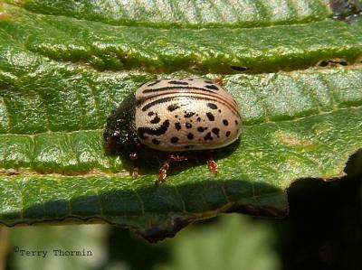 Calligrapha philadelphica - Dogwood Calligrapha jpg