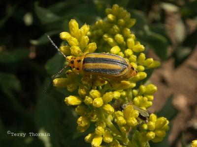 Trirhabda canadensis - Leaf Beetle 1a.jpg