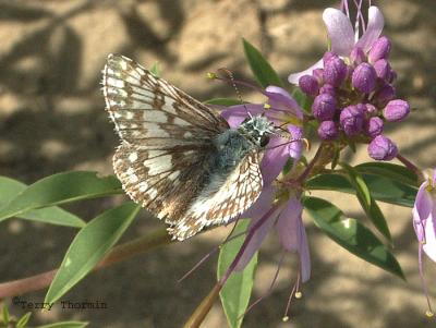 Checkered Skipper - Pyrgus communis.jpg