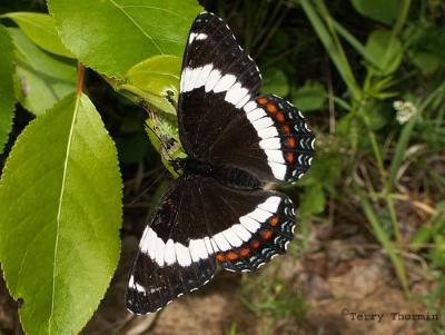Brush-footed Butterflies - Nymphalidae
