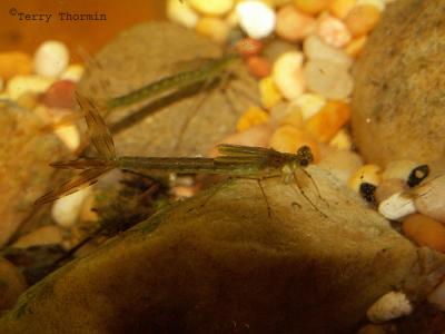 g3/59/628959/3/54559527.DamselflylarvaLestessp.jpg