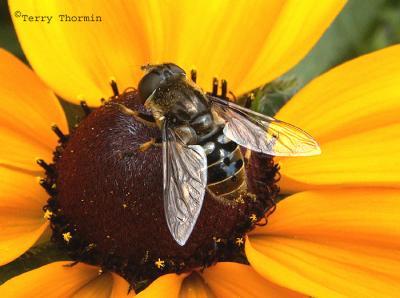 g3/59/628959/3/54586144.WhitebandedFlowerFlyEristalisdimidiata.jpg