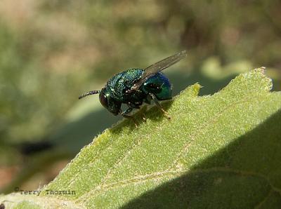 Perilampus hyalinus - Perilampid wasp.jpg