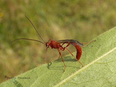 Ophioninae, most likely Ophion - Ichneumon wasp A1a.JPG