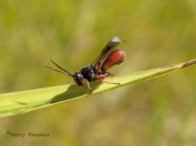 Braconid Wasps - Braconidae