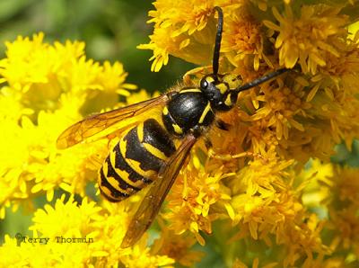 Hornets, Yellowjackets and Potter Wasps - Vespidae