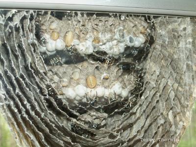 Dolichovespula maculata - Bald-faced Hornet nest against glass door .JPG