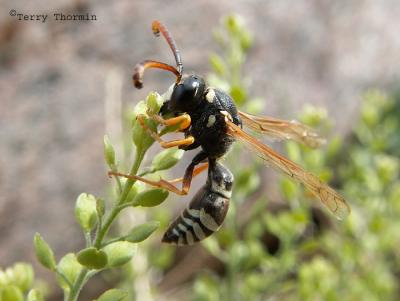 Pterocheilus decorus - Potter Wasp .jpg