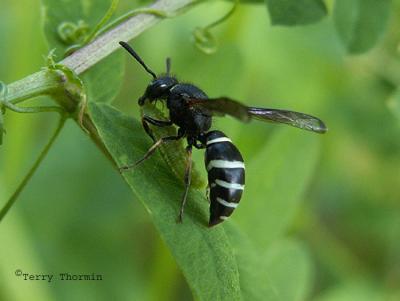 Ancistrocerus sp. - Potter wasp with caterpillar A1a.JPG