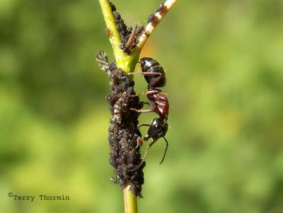 Formica sp. - Wood Ant and aphids - JPG