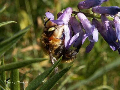 Megachile sp. - Leaf-cutter Bee male A1.JPG