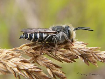 Leaf-cutter Bees - Megachilidae