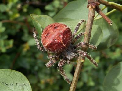 Araneus gemmoides - Cat-faced or jewel spider 1.jpg