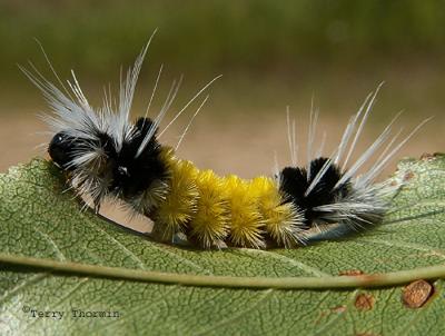 Lophocampa maculata - Spotted Tussock Moth 2a.JPG