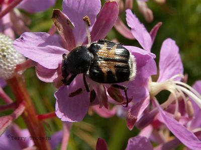 Bee Scarab - Trichiotinus assimilis 2.JPG