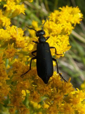 Black Blister Beetle - Epicauta pennsylvanica 5.jpg