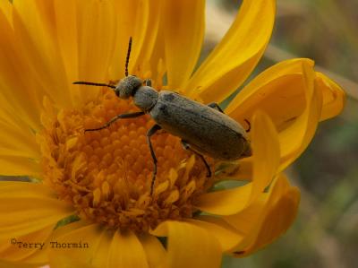 Blister Beetle - Epicauta sp. A1.jpg