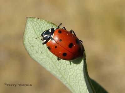 Hippodamia convergens - Convergent Ladybug 1.jpg