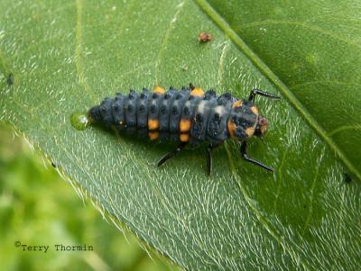 Coccinella septempunctata - Seven-spot Ladybug larva 7.jpg