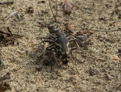 Cicindela tranquebarica - Oblique Tiger Beetles mating.1JPG.JPG