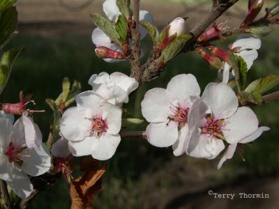 Apple blossoms.JPG