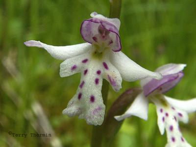 Round-leaved Orchid.jpg