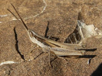 Cordillacris occipitalis - Spotted-winged Grasshopper 1.jpg