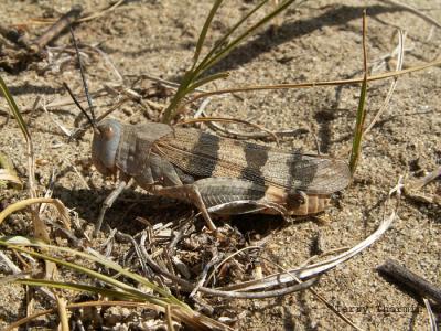 Hadrotettix trifasciatus - Three-banded Grasshopper 2.jpg