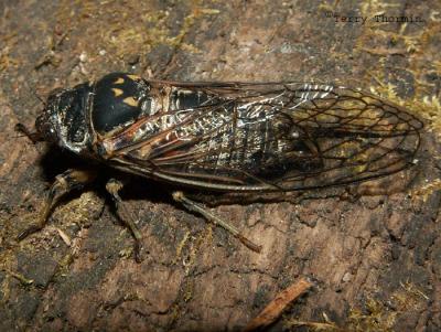Cicadas - Cicadidae