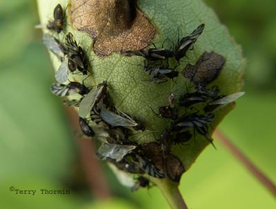 Chaitophorus populicola - Poplar Leaf Aphid.JPG