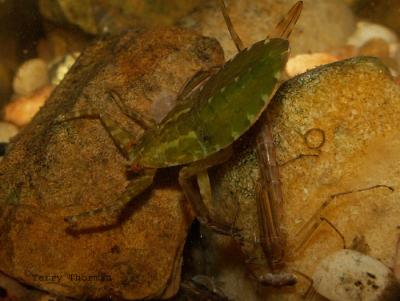 Lethocerus americana - Giant Water Bug nymph 1.JPG