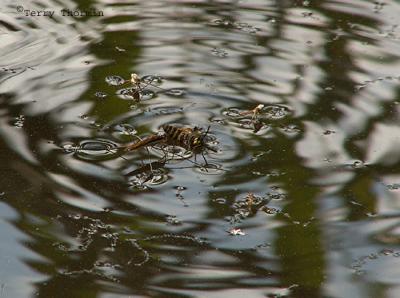 g3/59/628959/3/54689439.WaterStridersfeedingonaYellowJacket1.jpg