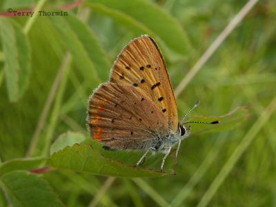 g3/59/628959/3/54732559.PurplishCopperLycaenahelloides1.jpg