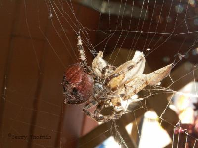 Araneus gemmoides - Cat-faced or jewel spider and prey 2.jpg