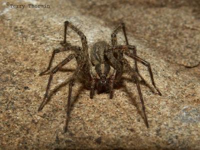 Agelenopsis utahana - Funnel-weaver Spider female.jpg