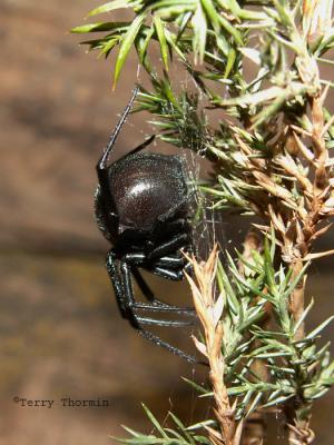Latrodectus hesperus - Western Black Widow Spider .jpg
