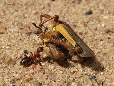 Ant dragging grasshopper 1.JPG